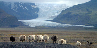 icelandic sheep